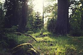 forest_1