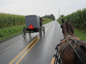 Amish_Horse_Susan_Meissner